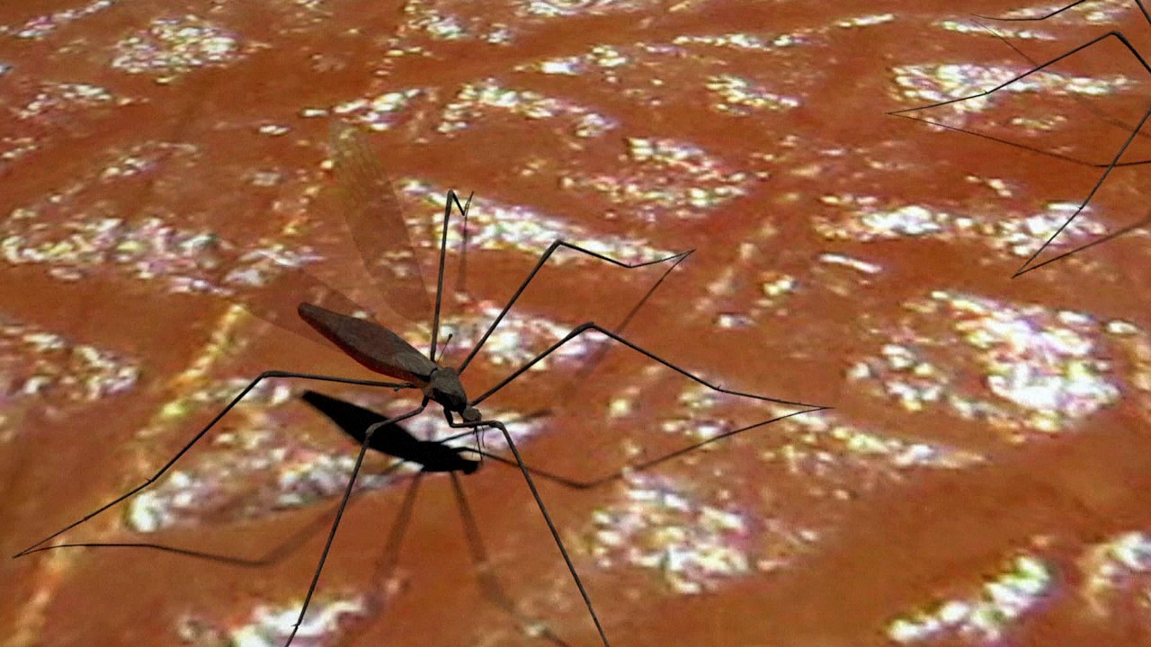 Zika virus