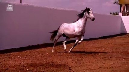 horse dancing amazing beautiful
