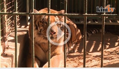 Penduduk Gaza susah makan, haiwan di zoo juga lapar