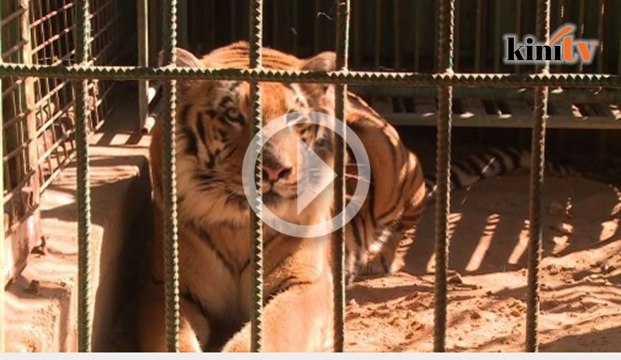 Penduduk Gaza susah makan, haiwan di zoo juga lapar