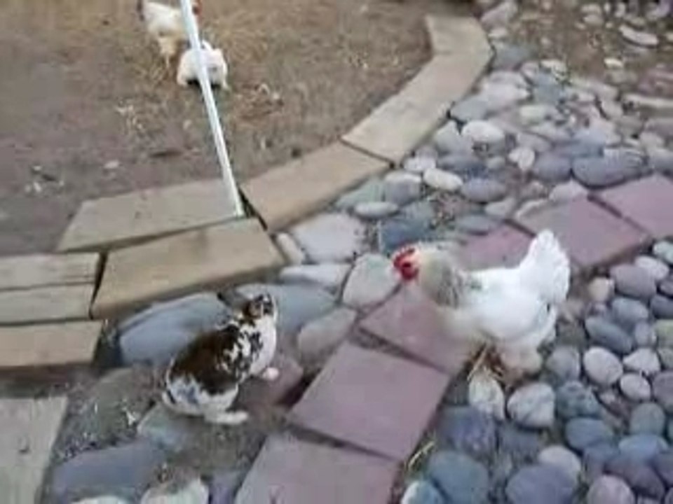 les flics sont bien des poulets