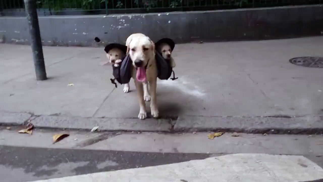 Cute Dog ever seen