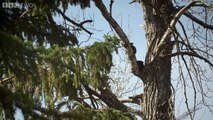 Black bear cub is scared to climb down - Alaska: Earths Frozen Kingdom: Episode 1 Preview - BBC Two