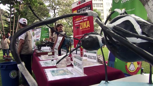 OMS recomenda que grávidas evitem áreas com zika