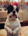 La manière dont ce bulldog français supplie ses maîtres pour obtenir son jouet est tout simplement adorable.