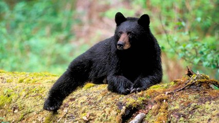 Top 10 Most Dangerous Animals in California