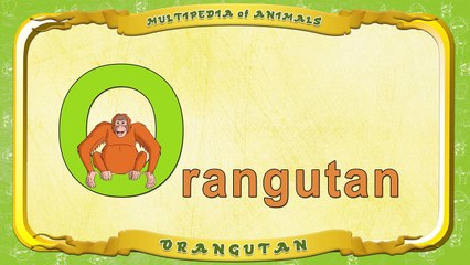 Multipedia of Animals. Letter O Orangutan