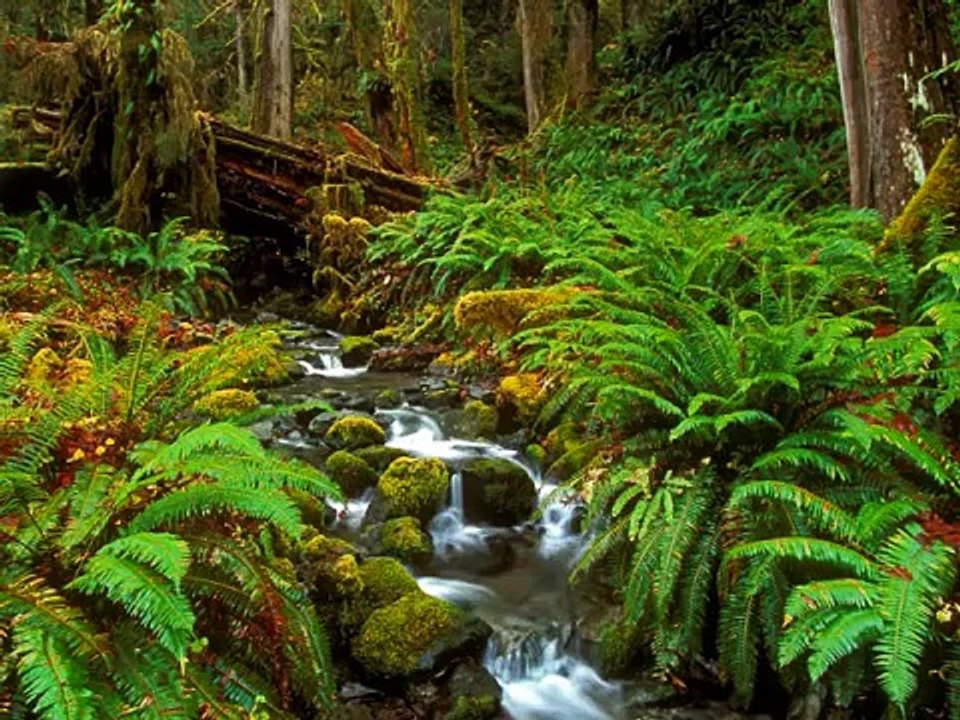 Garden Meditation..Awesome music