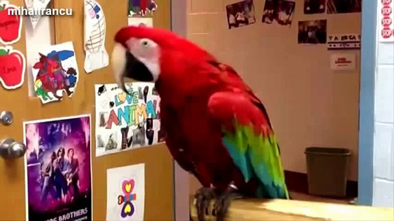 Kids Dancing Party - Dancing dog - Dancing Bird - Dancing Gorilla - YouTube