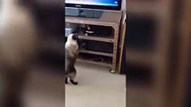 Cat picks a fight with a DVD player...and loses