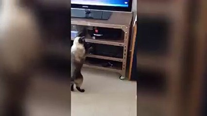 Cat picks a fight with a DVD player...and loses