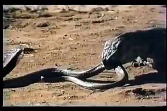Komodo Ejderi ve Kral Kobra