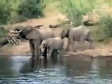 These Elephants Were Enjoying Their Day...When An Alligator Tried To Eat One Of Them...The This Happened