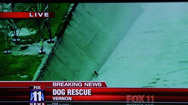 Des pompiers américains à la rescousse d'un chien en situation de détresse