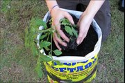 Tomato Planting Tips - grow fresh tomatoes in your back yard greenhouse