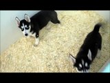 Siberian Husky Puppies