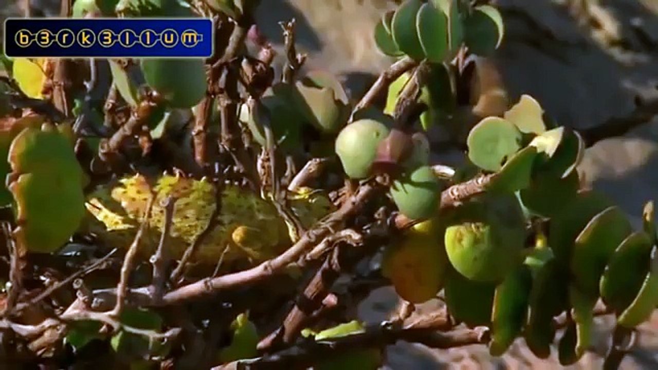 Snake Vs Gecko Fighting - Wild Animals Attack