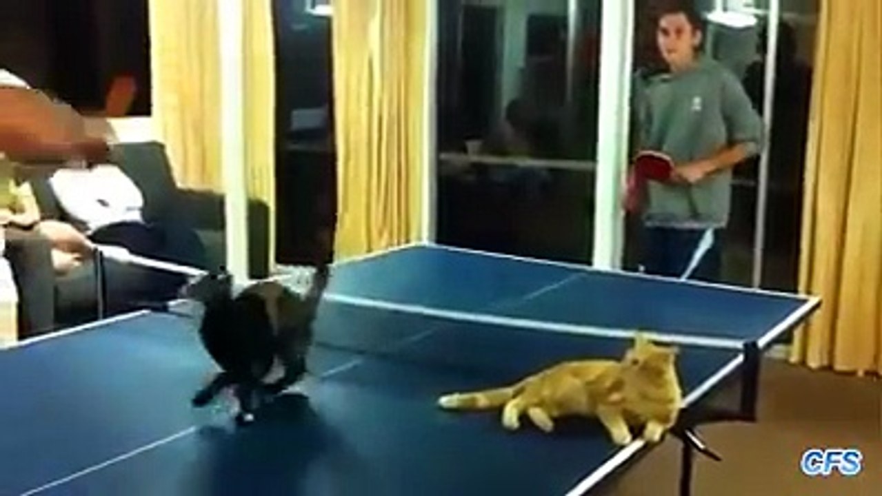 Cat in the middle of table tennis game