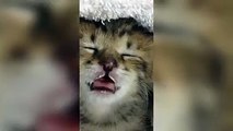 Kitten Sleeps when drinking milk