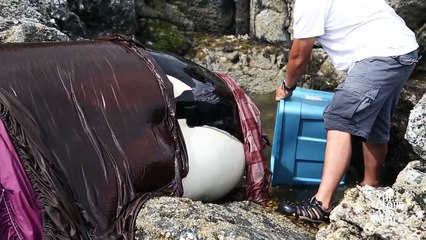 Rescue of an Orca Whale Stranded Along Canadian Shore