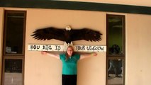 Day 5 Sitka   raptor center   Laurie wingspan