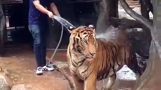 he have his good friend ever, tiger bathing