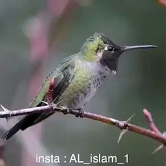 allah ki qudrat aur pyari tilawat