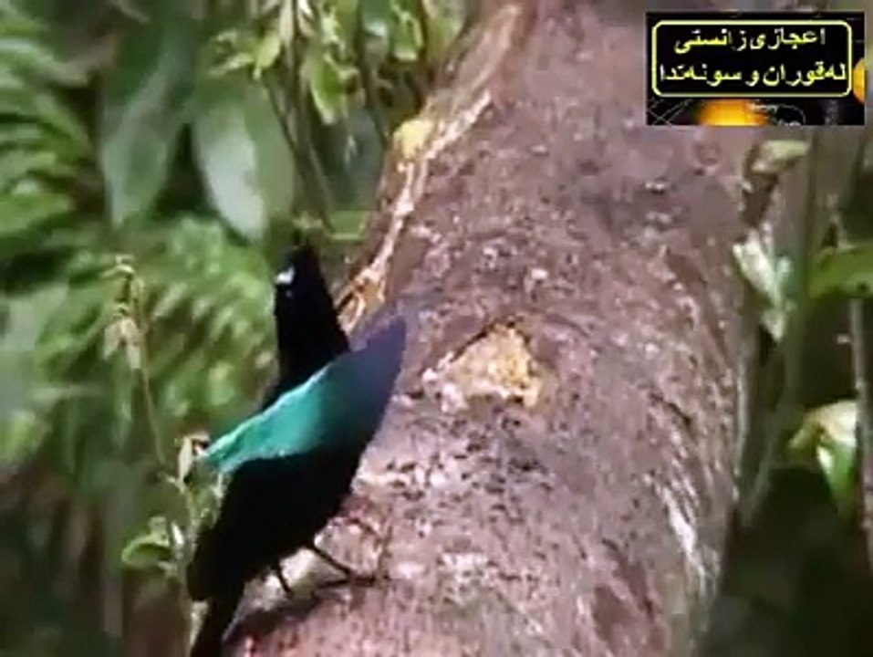 allah ki qudrat aur sheikh mahir ki tilawat
