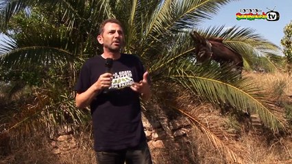 Tributo a Jah Macetas y el Rumbero Jamaicano