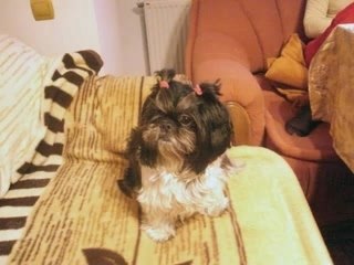 Micky-pentru prieteni