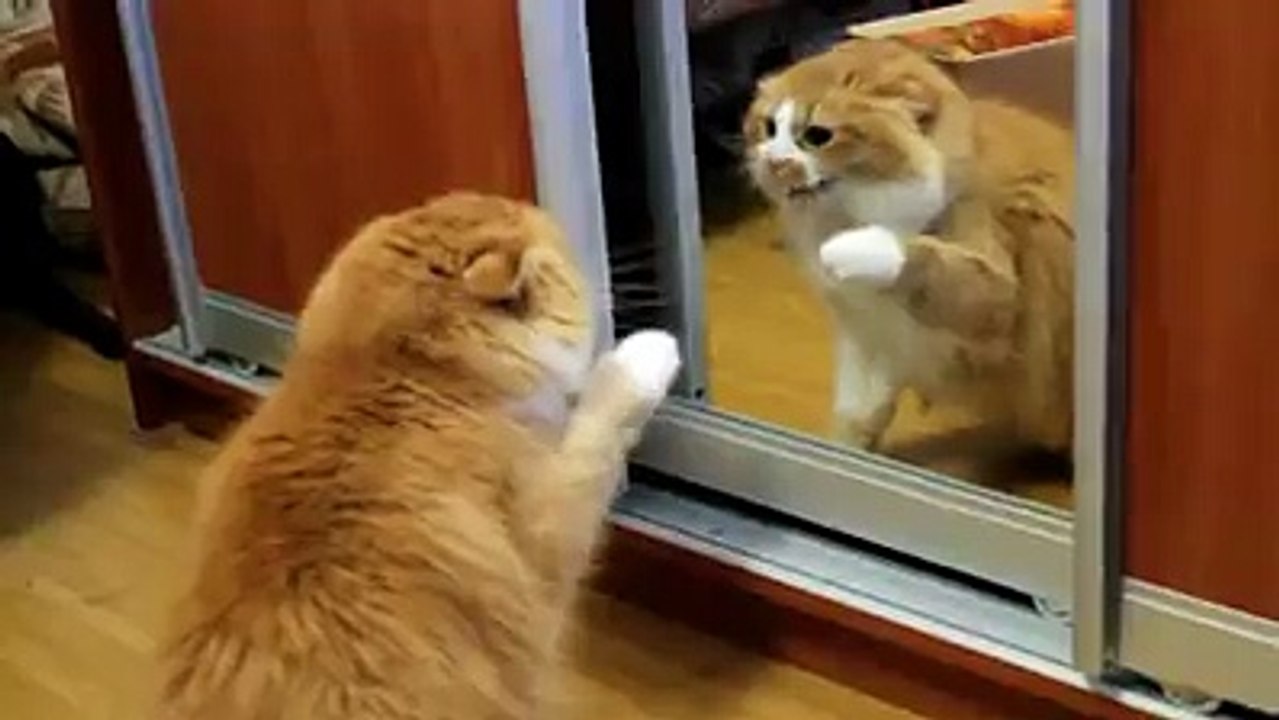 Angry Cat Fights Himself in the Mirror