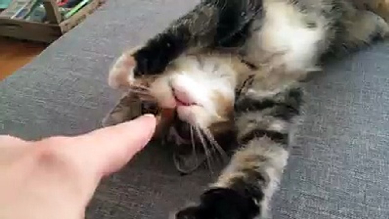 Cat loves getting his nose tickled