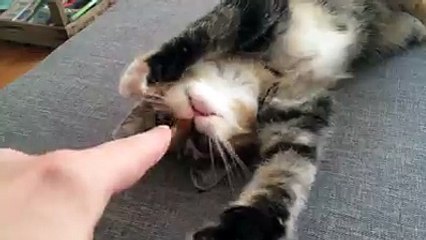 Cat loves getting his nose tickled