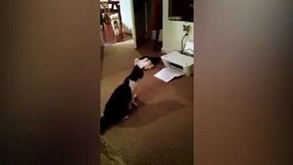 Cat vs. printer