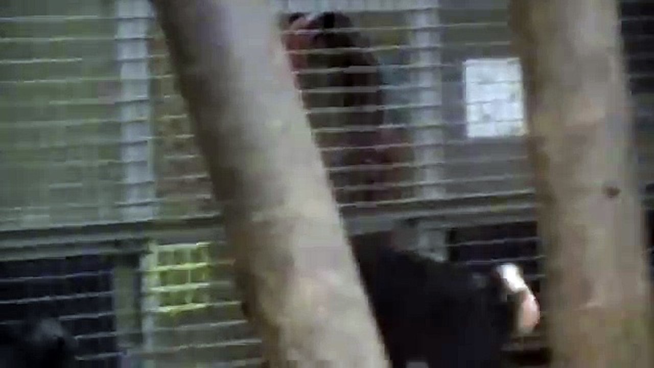Spinning Monkey