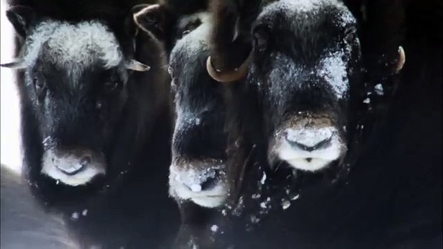 Дикая природа скандинавии3