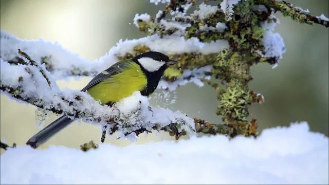 Дикая природа скандинавии4