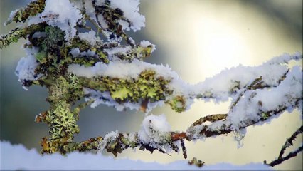 Дикая природа скандинавии5