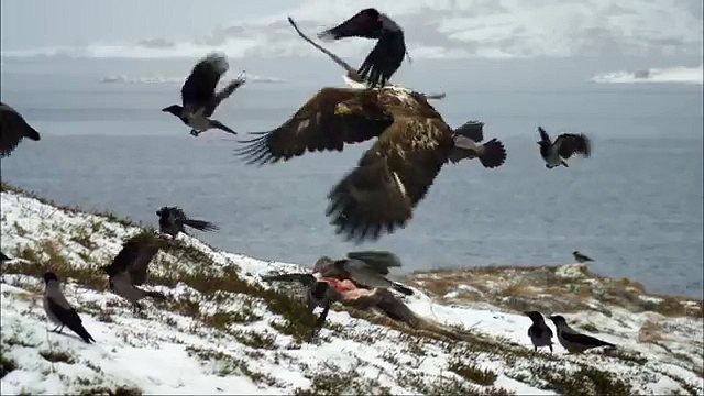 Дикая природа скандинавии8