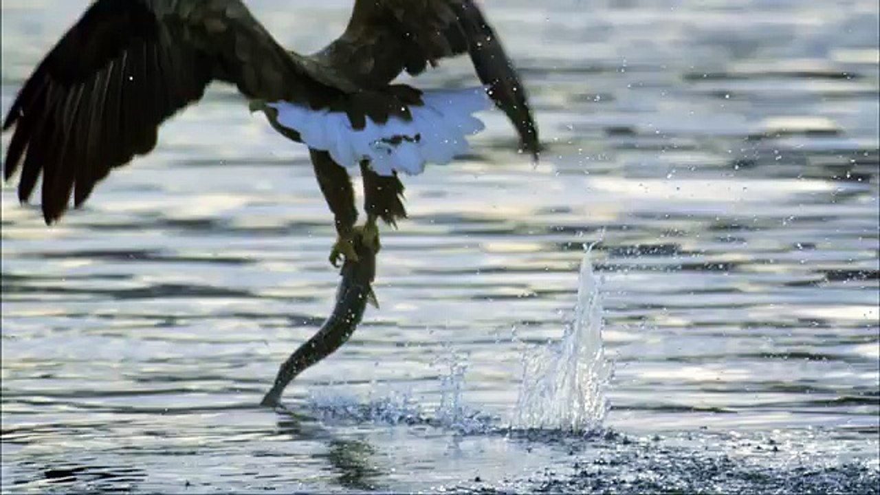 Дикая природа скандинавии9