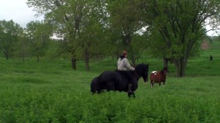 The Herd at Middle Grove