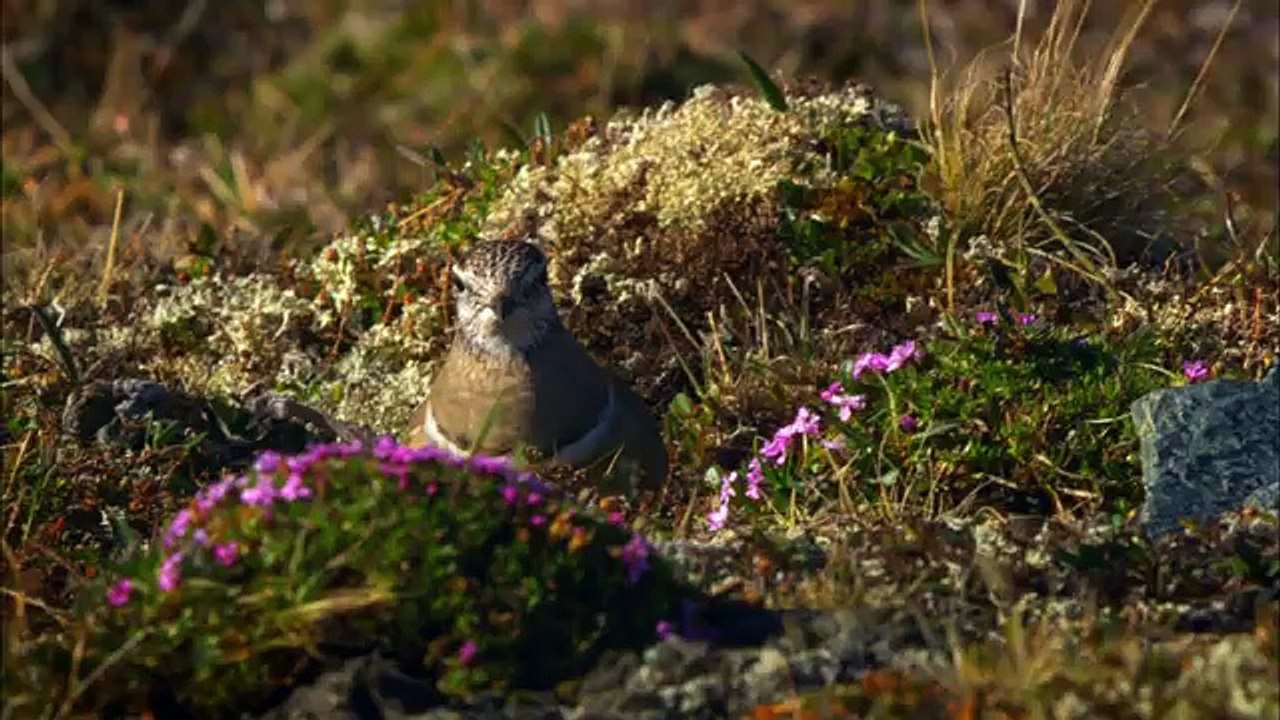 Дикая природа скандинавии13