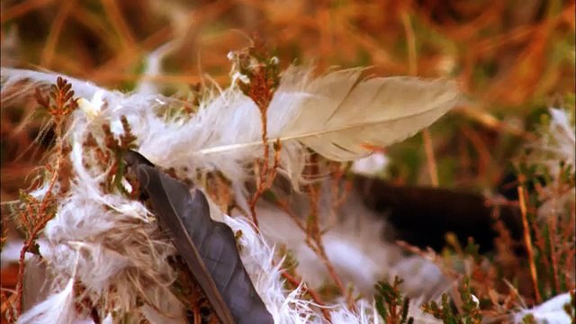 Дикая природа скандинавии18