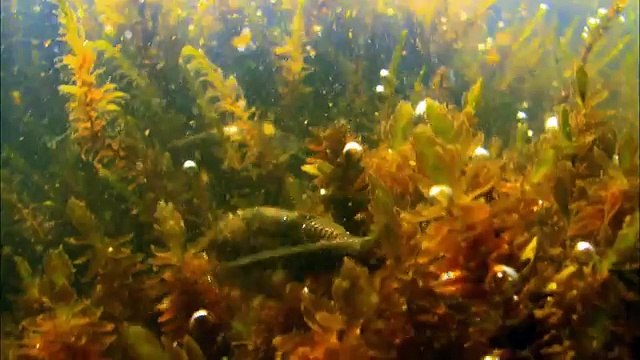 Дикая природа скандинавии19