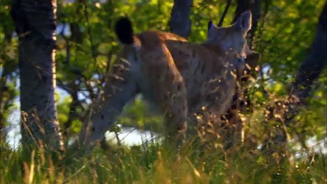 Дикая природа скандинавии22