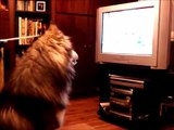 Giant Alaskan Malamute loves watching cartoons