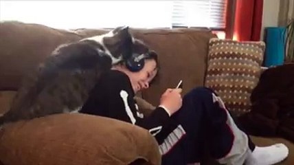 Cat really loves his boy