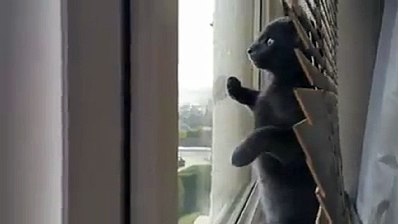 Cat sees snow for the first time