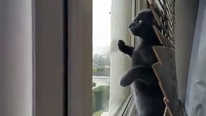 Cat sees snow for the first time