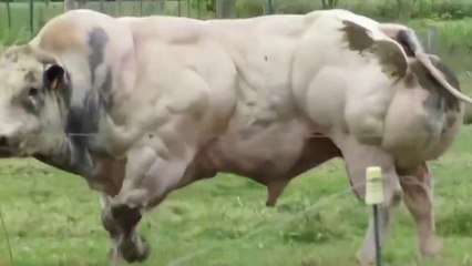 OMG!!! Amazing Bull